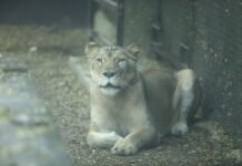 Nueva leona africana se integra como atractivo del Yumká.