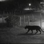 Presunto jaguar genera alerta en comunidades de Cárdenas.