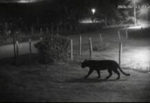 Presunto jaguar genera alerta en comunidades de Cárdenas.