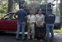 Detienen a dos por presunto abigeato en Nacajuca.