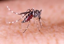 Tabasco entre los estados con más dengue.