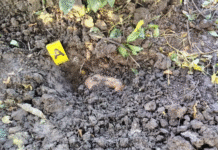 Localizan fosa clandestina con cadáver reciente en Jalpa de Méndez.