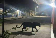 Profepa descarta pantera viral en Tabasco tras investigación.