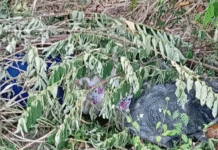 Localizan cuerpo de mujer en descomposición en Buenavista.