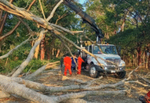 Cae árbol y bloquea carretera Villahermosa–Teapa.