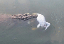 Cocodrilo devora a otro en Laguna de las Ilusiones.