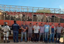 Detienen a siete por presunto abigeato en Balancán.