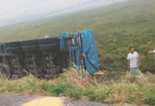 Pobladores saquean tráiler con maíz volcado Huimanguillo.