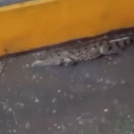 Cocodrilo aparece en central de abastos tras lluvias.