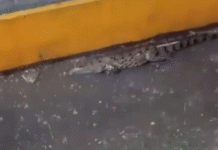Cocodrilo aparece en central de abastos tras lluvias.