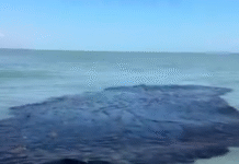 Contaminación por derrame petrolero avanza y afecta costas veracruzanas.