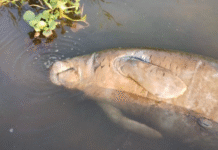 Grijalva suma otro manatí sin vida.