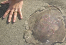 Activan bandera morada por medusas en playas de Paraíso.