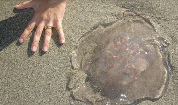 Captura de pantalla 2026-03-30 a la(s) 12.19.13 a.m.