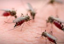 Dengue aumenta en Tabasco y ciudadanos reclaman fumigación sanitaria urgente.