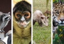 Resguardan 15 animales silvestres en Tabasco durante 2026.