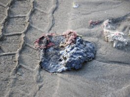 Destituyen funcionarios de Pemex por derrame en Golfo.