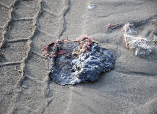 Destituyen funcionarios de Pemex por derrame en Golfo.