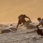 Saquean nidos de tortuga en santuario de Oaxaca.