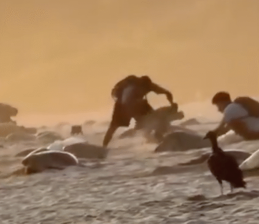 Saquean nidos de tortuga en santuario de Oaxaca.