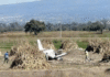 Avioneta cae en Puebla; deja tres muertos.