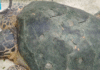 Aparición de tortuga marina en Tabasco genera alerta ambiental.