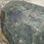 Aparición de tortuga marina en Tabasco genera alerta ambiental.