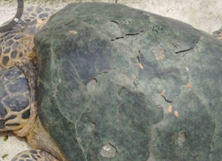 Aparición de tortuga marina en Tabasco genera alerta ambiental.