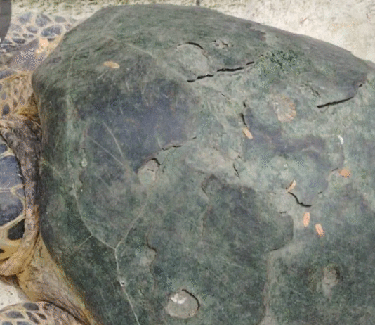 Aparición de tortuga marina en Tabasco genera alerta ambiental.