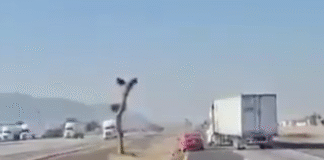 Trailero descarrila a auto pequeño en carretera 57.