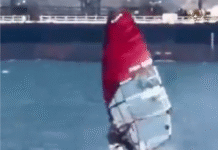 Windsurfista choca con ballena y sale ileso.