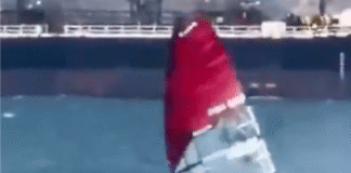 Windsurfista choca con ballena y sale ileso.