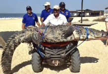 Capturan cocodrilo gigante en playa turística de Oaxaca.