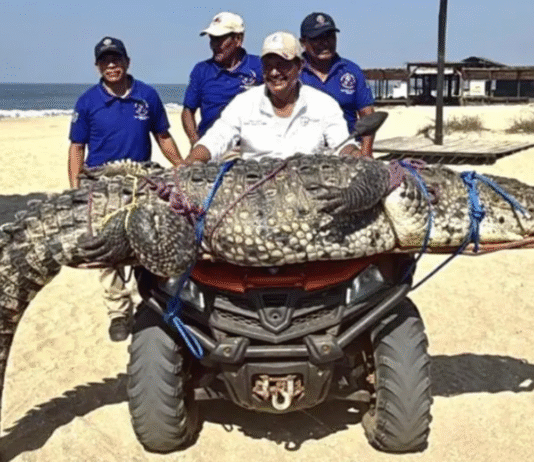 Capturan cocodrilo gigante en playa turística de Oaxaca.