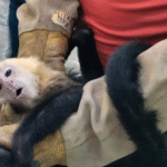 Detienen a persona por tráfico ilegal de 10 monos en Tabasco.