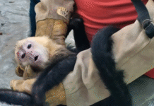 Detienen a persona por tráfico ilegal de 10 monos en Tabasco.