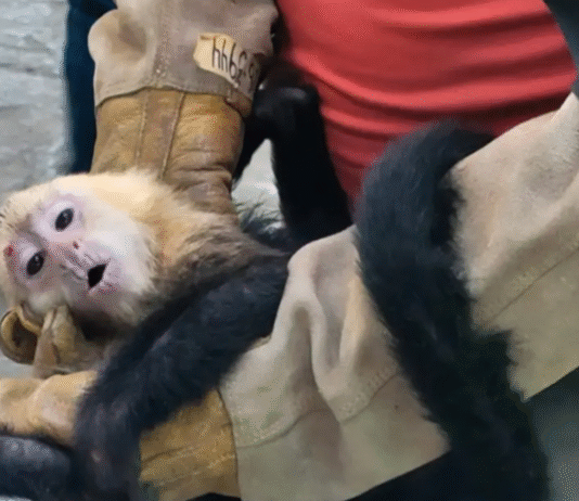 Detienen a persona por tráfico ilegal de 10 monos en Tabasco.