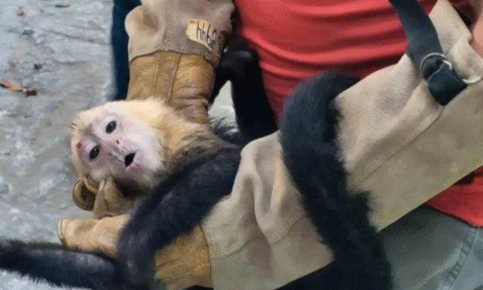 Captura de pantalla 2026-04-07 a la(s) 12.17.22 a.m.