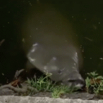 Sorprende manatí en plena Laguna de Las Ilusiones.