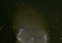 Sorprende manatí en plena Laguna de Las Ilusiones.