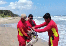 Salvan a pelícano atragantado en Paraíso.