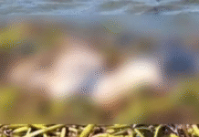 Encuentran cuerpo sin cabeza atado en río.
