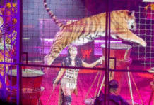 VIDEO: Tigre salta valla y desata caos en circo ruso..