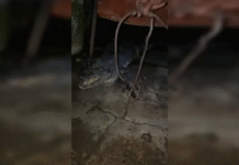 Cocodrilo irrumpe en casa y causa pánico familiar.