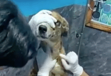 Rocco se recupera tras polémico arrastre en camioneta.