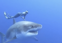 Frente a gigante blanco: bióloga desafía al depredador.