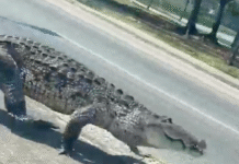 Cocodrilo invade periférico y sorprende a conductores en Gaviotas.