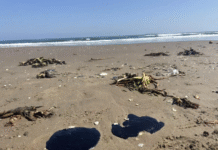 Persisten manchas de crudo en 81 playas del Golfo de México.