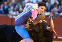 Roca Rey sufre brutal cornada en Sevilla.