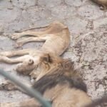 Abandono de leones en zoológico de Cuba.